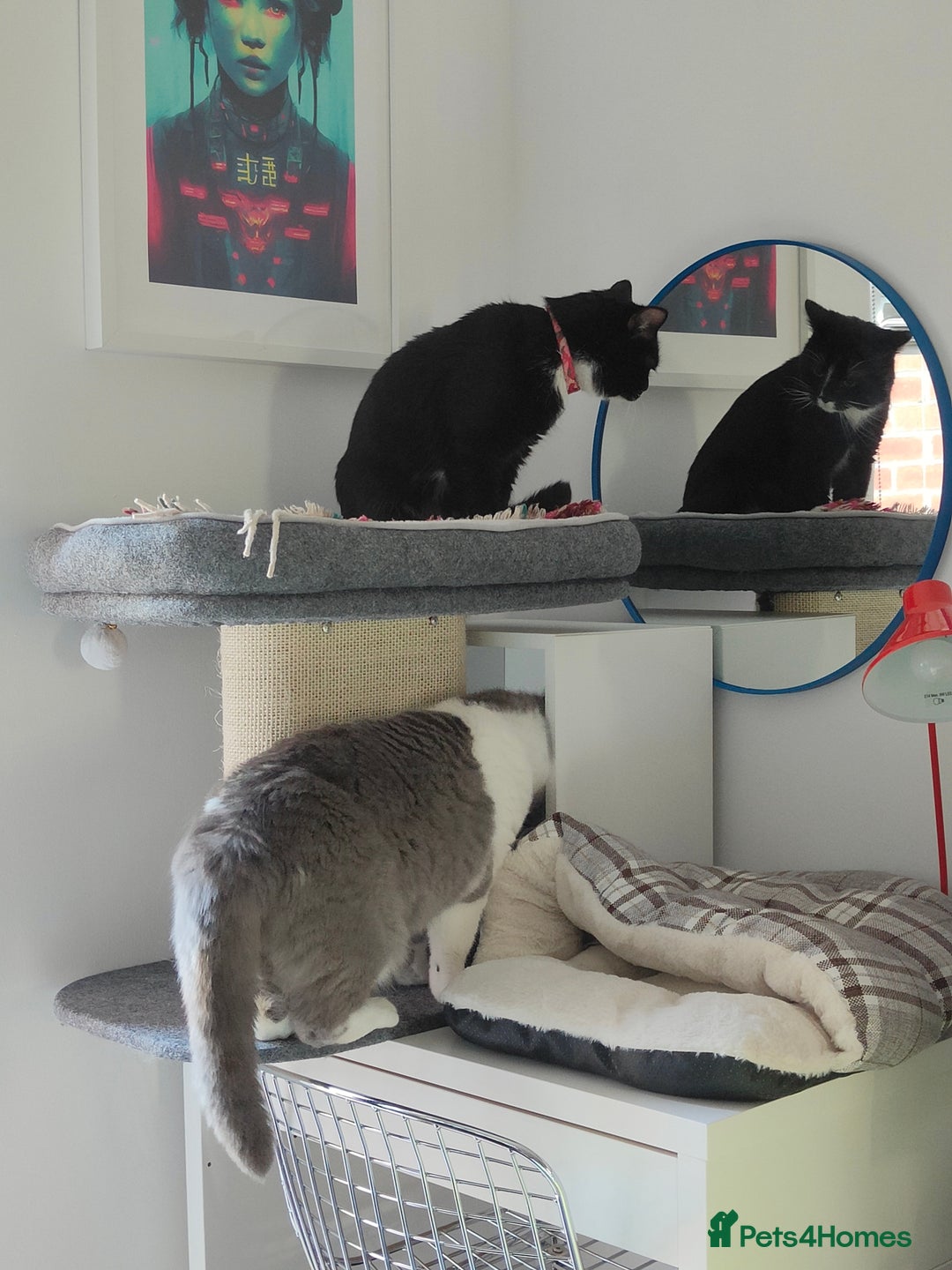 American Shorthair cats for sale: Year Old Male Tuxedo - Dwizzle - Image 8