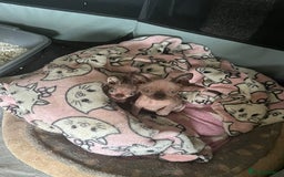 Sphynx cats for sale: 1 female 1 male sphynx kitten - Image 1