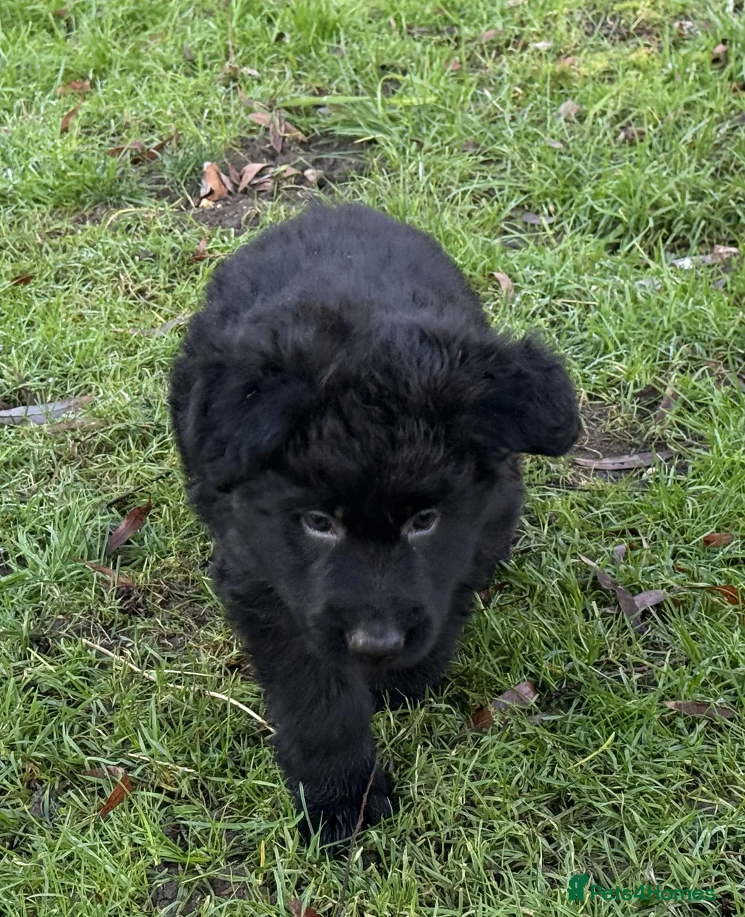 German Shepherd dogs for sale: Long coat GSD Pups With Health tested Parents - Advert 10