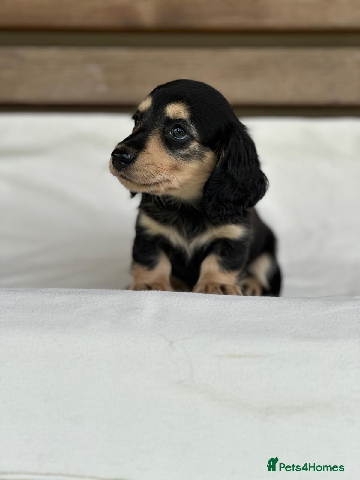 Miniature Dachshund dogs KC mini longhaired brindle dachshund  - Advert 12