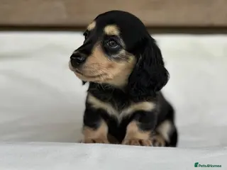 Miniature Dachshund dogs KC mini longhaired brindle dachshund - Advert 12