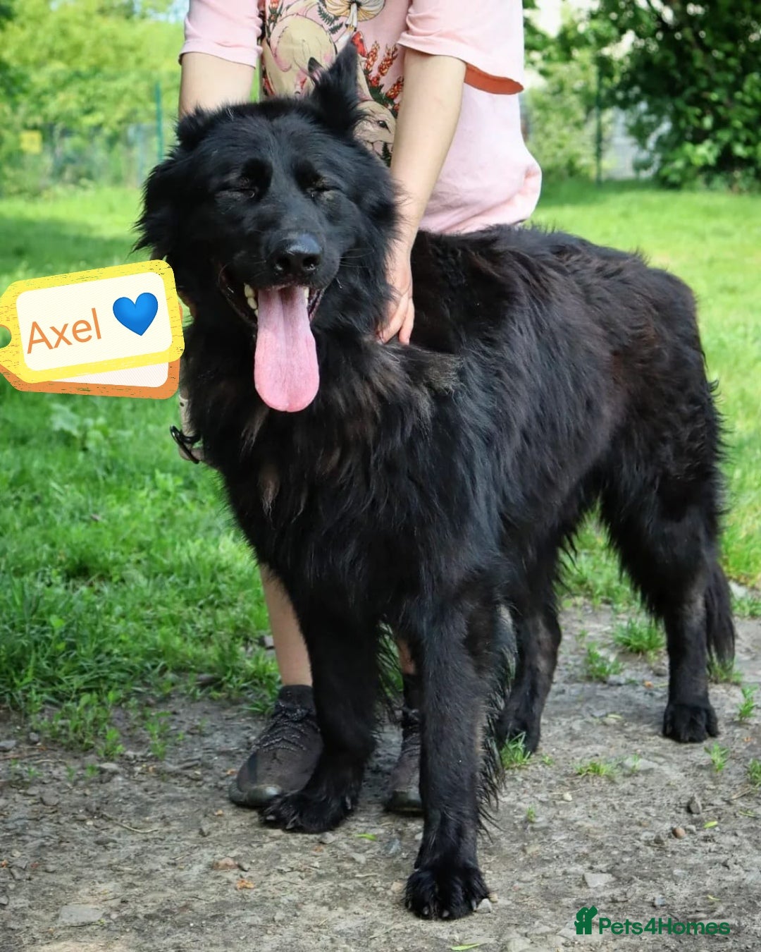 German Shepherd dogs for adoption: 💙🐶 AXEL 🐶💙 - Image 3
