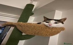 Domestic Shorthair cats for sale: Calico cat- pochita  - Image 4