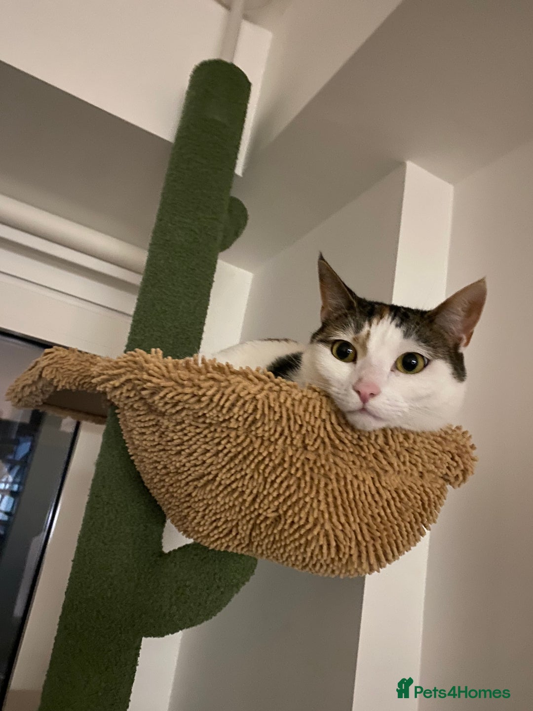 Domestic Shorthair cats for sale: Calico cat- pochita  - Image 4