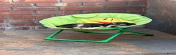 Cockerdor dogs for sale: Beautifully marked Cockerdor puppies - Advert 22