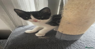 Mixed Breed cats - Advert 10