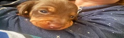 Dachshund dogs for sale: Gorgeous dacshund puppies for sale  - Advert 9