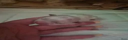 Maltese dogs for sale: EXQUISITE 5STAR TOY MINIATURE KOREAN MALTESE PUPPY - Advert 30