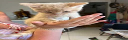 Mixed Breed cats for sale: Beautiful Kittens for Sale.  in Benfleet - Advert 1