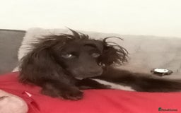 Sprocker dogs for sale: Needing long walks and socializing - Image 4