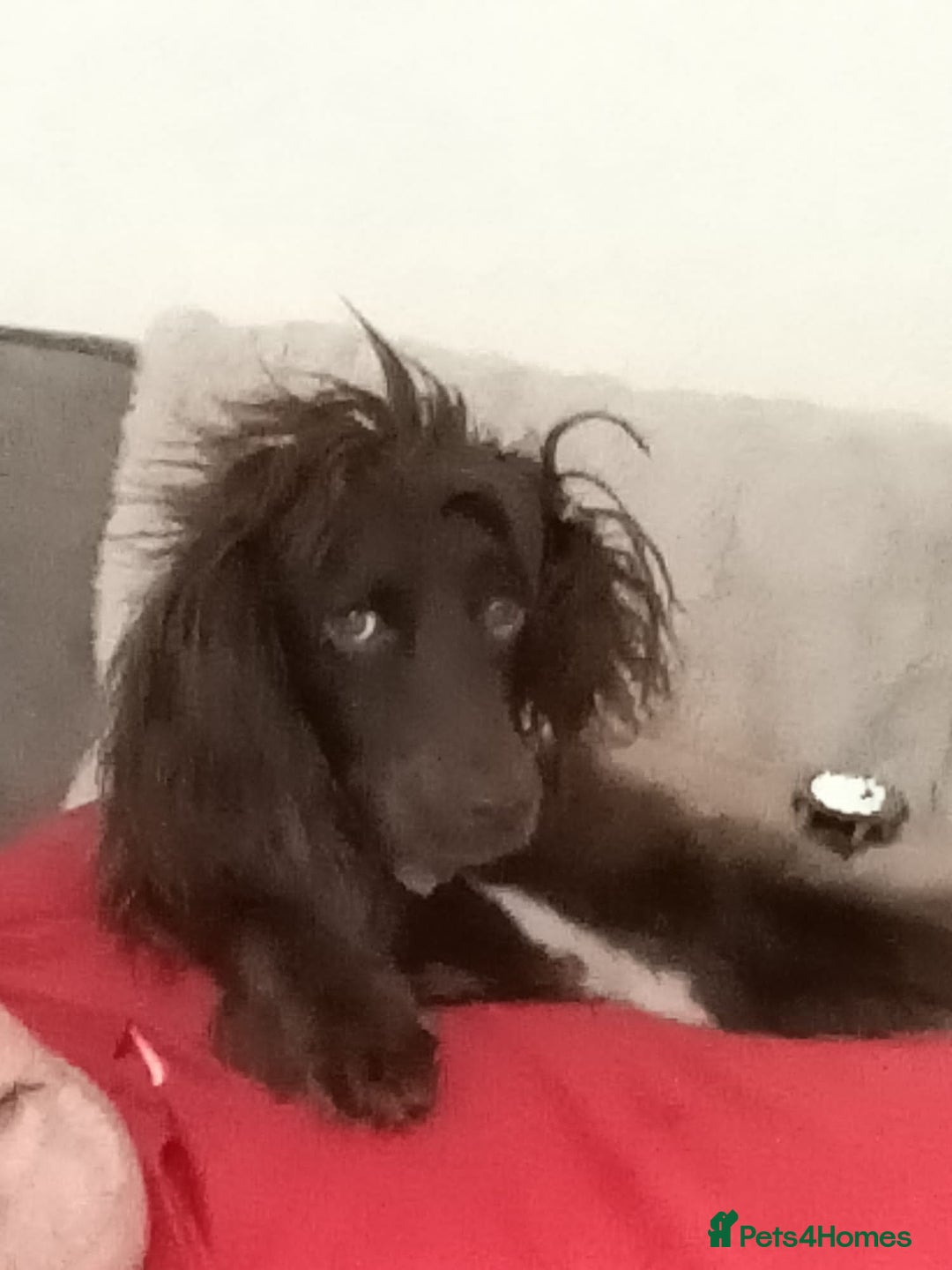 Sprocker dogs for sale: Needing long walks and socializing - Image 4