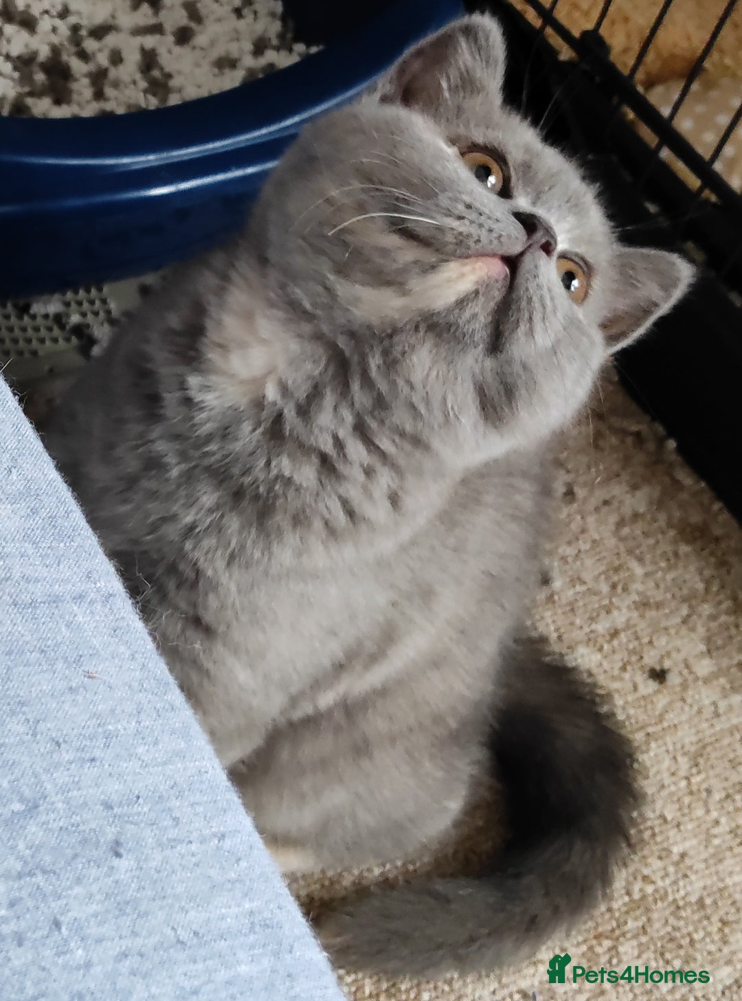 British Shorthair cats for sale: Champ lines gorgeous GCCF reg  girls (2 litters!) in London - Image 10