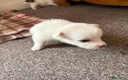 Mixed Breed dogs for sale: Pomeranian × Poodle × Chihuahua Puppies  - Image 2