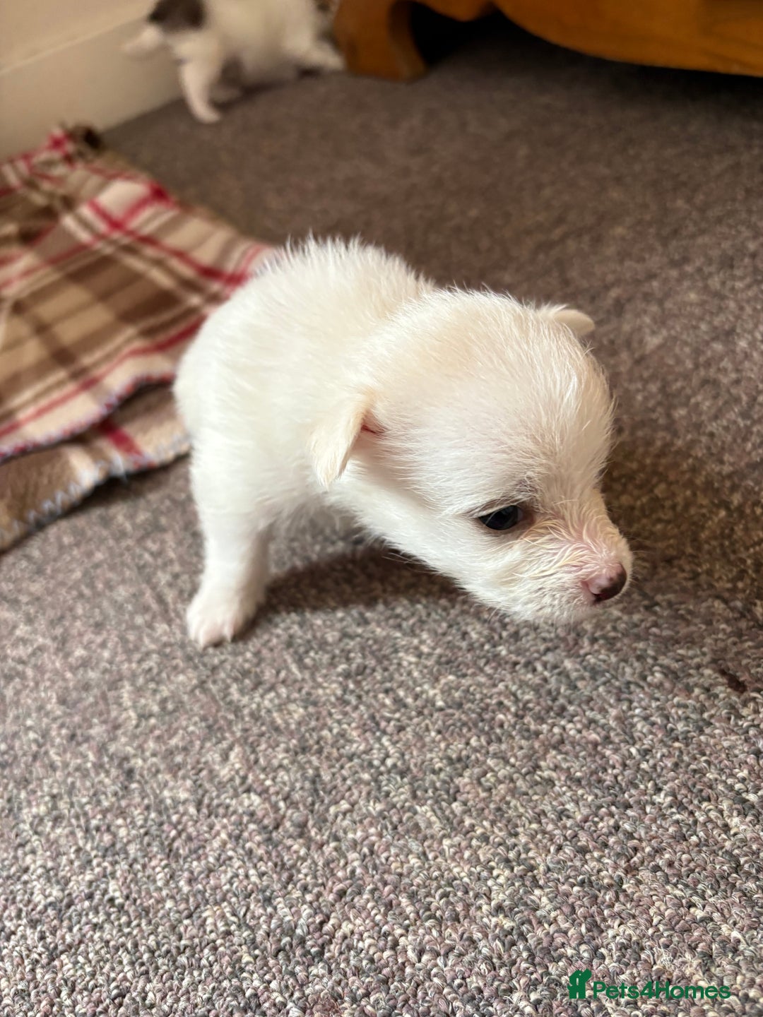 Mixed Breed dogs for sale: Pomeranian × Poodle × Chihuahua Puppies  - Image 2