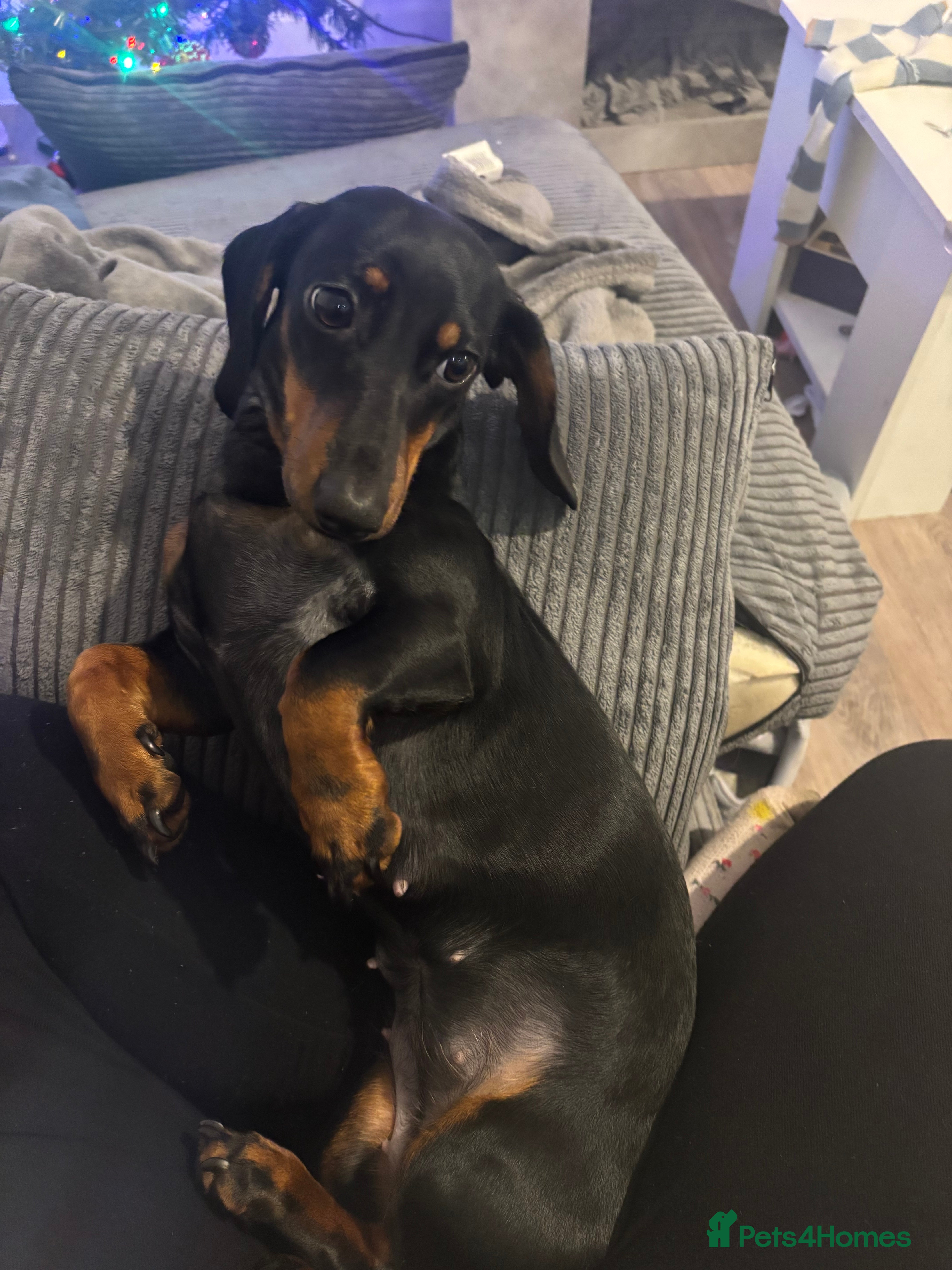 Dachshund dogs 10 month old girl  - Advert 5
