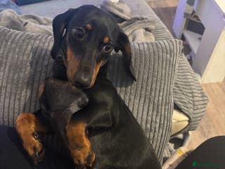 Dachshund dogs 10 month old girl - Advert 6