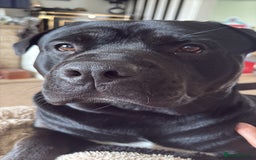 Mixed Breed dogs for sale: Rehoming our Kane boy - Image 1