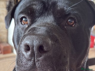 Mixed Breed dogs for sale - Advert 1