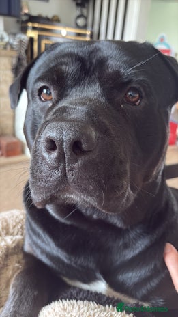 Mixed Breed dogs - Advert 16