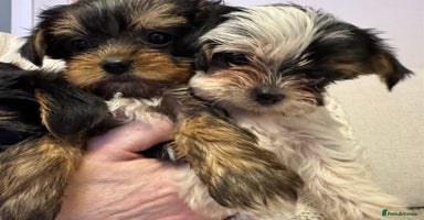 Yorkshire Terrier dogs Miniature Yorkie Puppies  - Advert 5