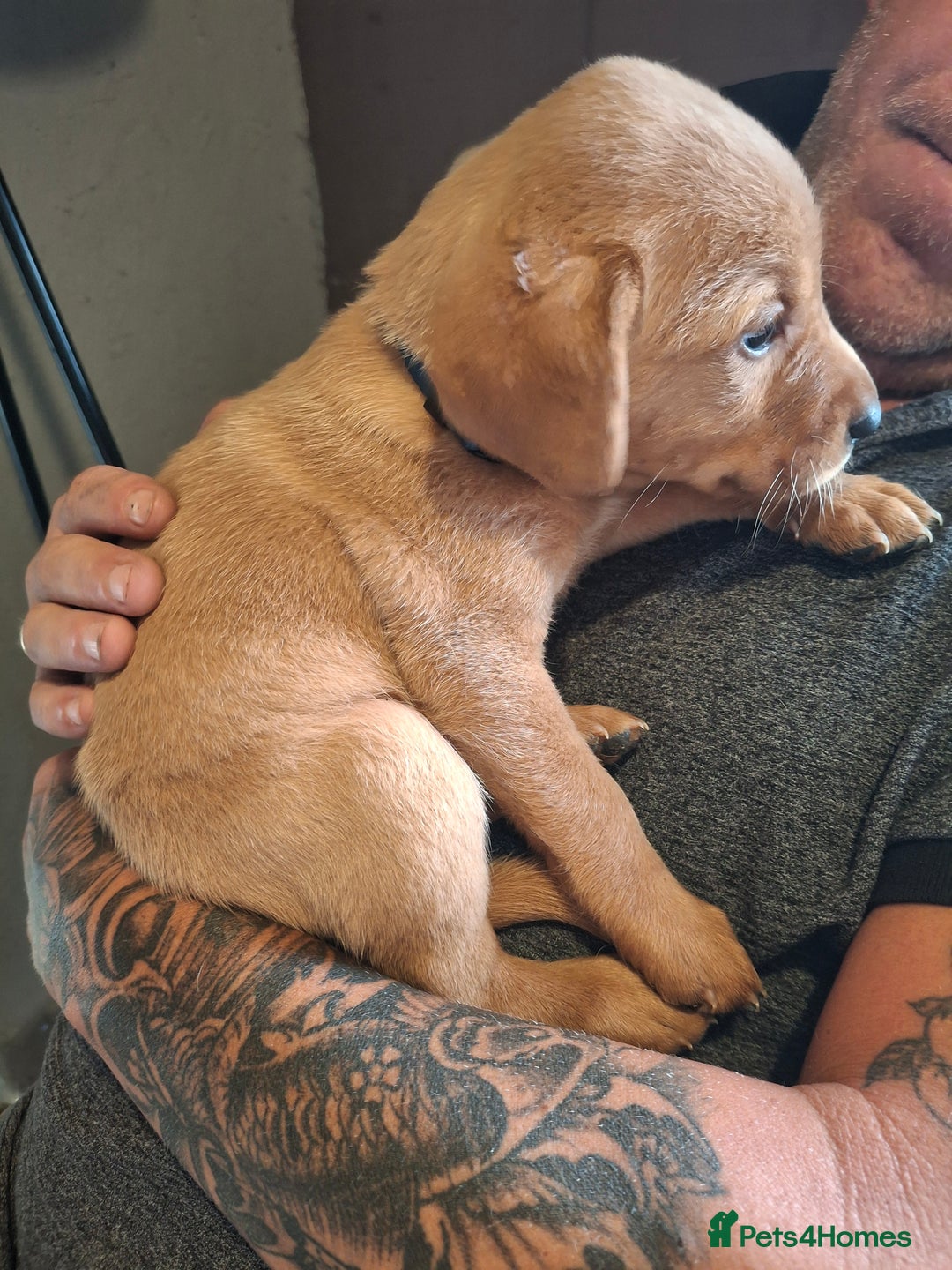 Labrador Retriever dogs for sale: Red 5th generation pedigree labrador  - Image 8