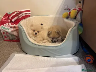 Pomeranian dogs 🐾Fluffy Little Pomeranians for sale🐾 - Advert 13