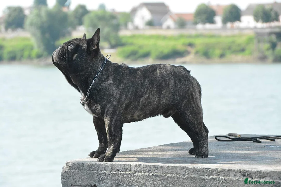 French Bulldog dogs for stud: International Champion French Bulldog For Stud - Advert 14