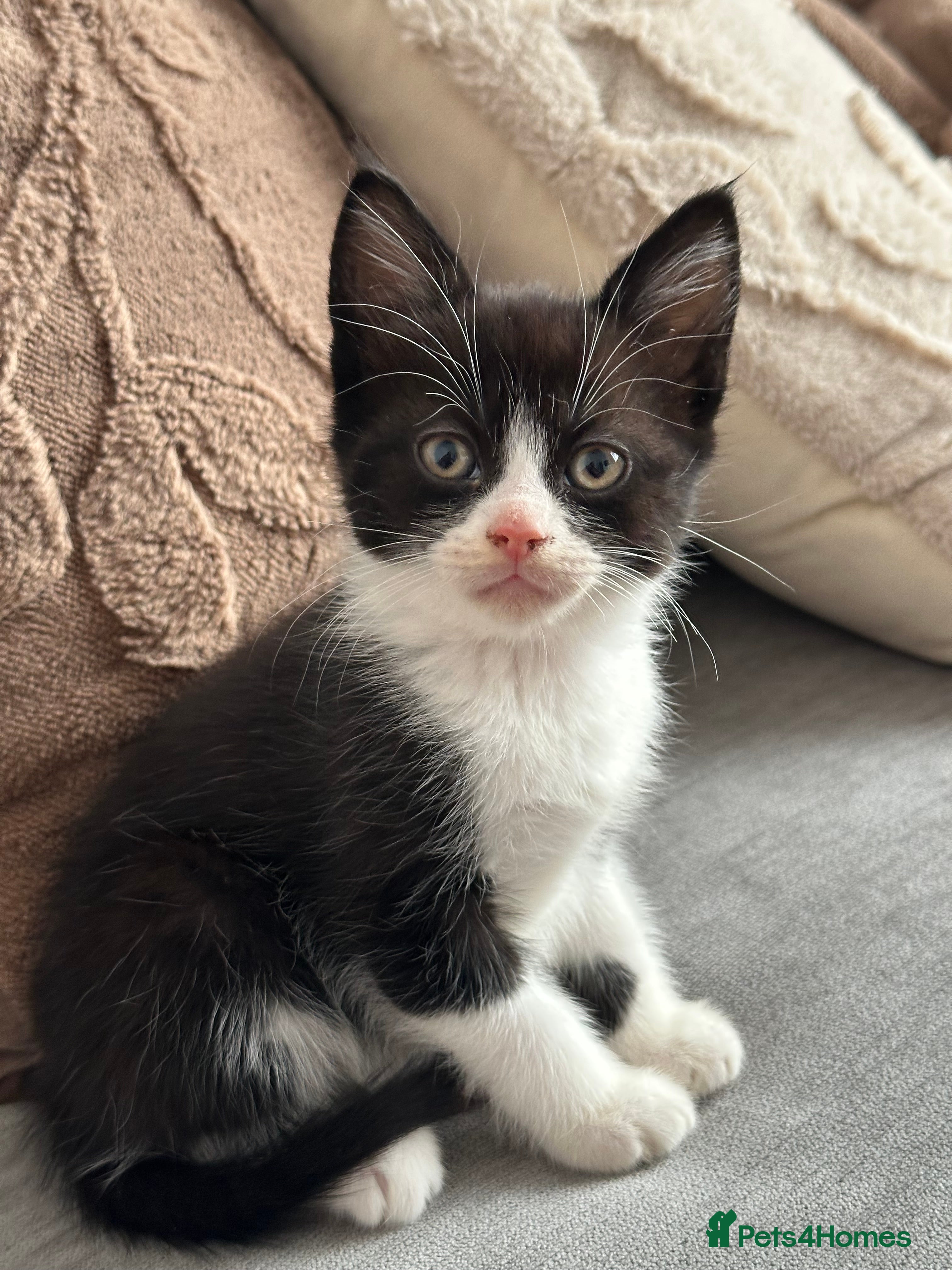 Domestic Shorthair cats Adorable Kittens Looking for Loving Homes! - Advert 1