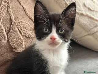 Domestic Shorthair cats Adorable Kittens Looking for Loving Homes! - Advert 1