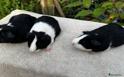 Guinea Pig rodents for sale: Sows/ Female Guinea pigs - Image 10