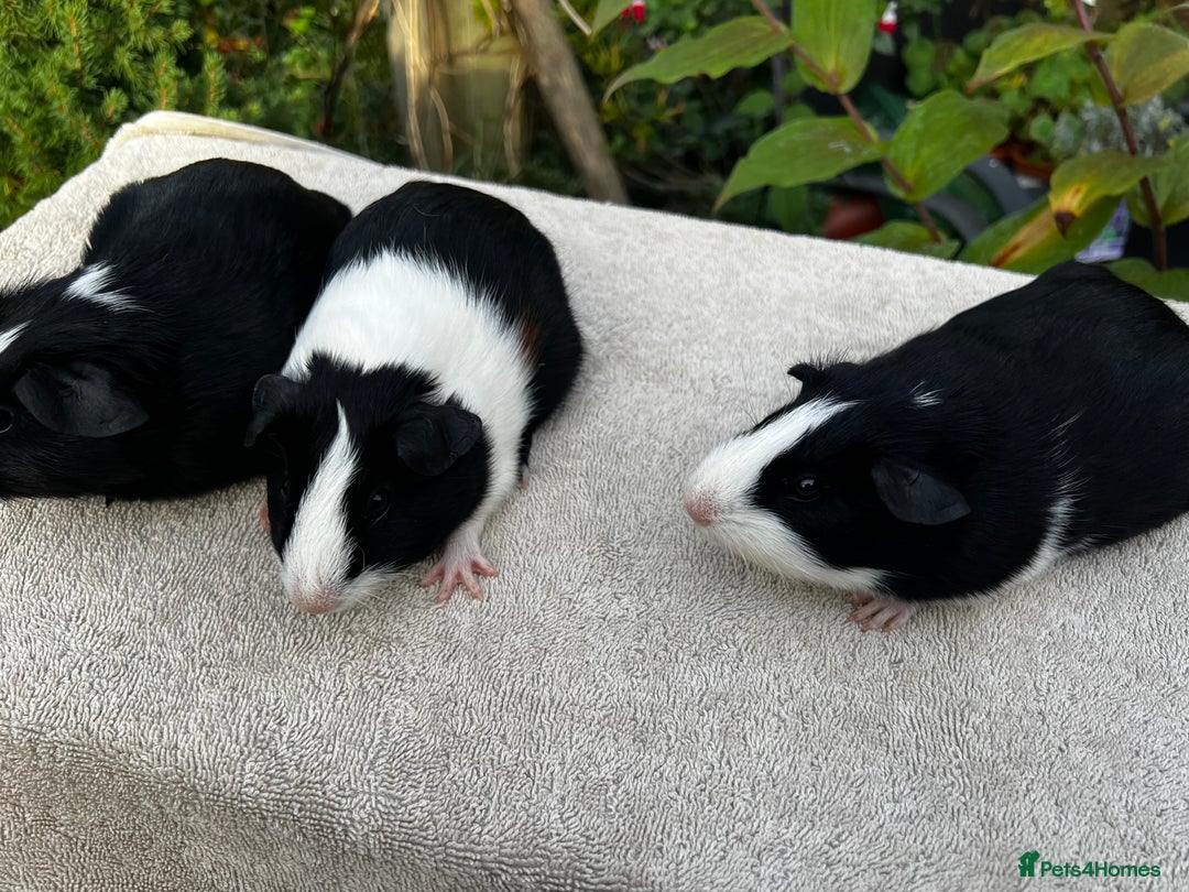 Guinea Pig rodents for sale: Sows/ Female Guinea pigs - Image 10