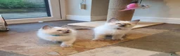 Ragdoll cats for sale: 💕Beautiful GCCF Registered Ragdoll Kittens. - Advert 29