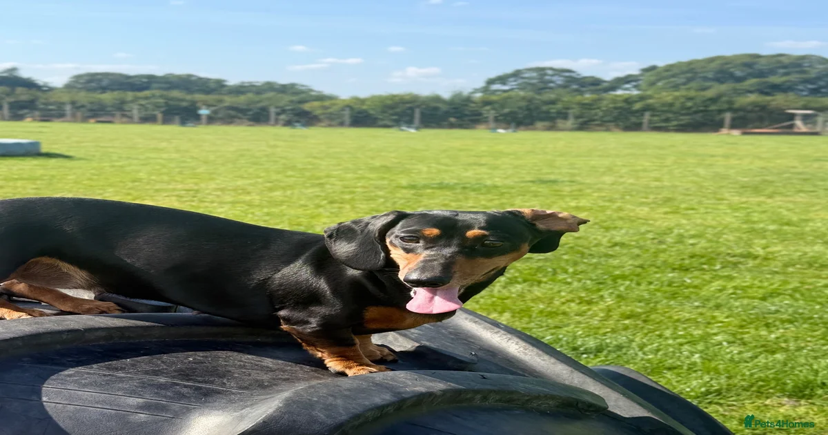 Home Miniature Dachshund Puppies for sale | Pets4Homes
