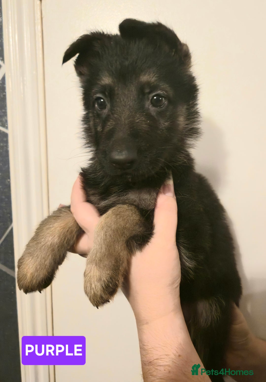 German Shepherd dogs for sale: German Shepherd Puppies - Advert 10