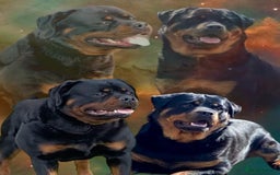 Rottweiler dogs for sale: Quality Rottweiler puppies - Image 1
