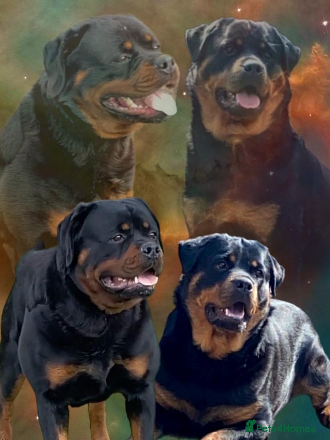 Rottweiler dogs for sale: Quality Rottweiler puppies - Image 1