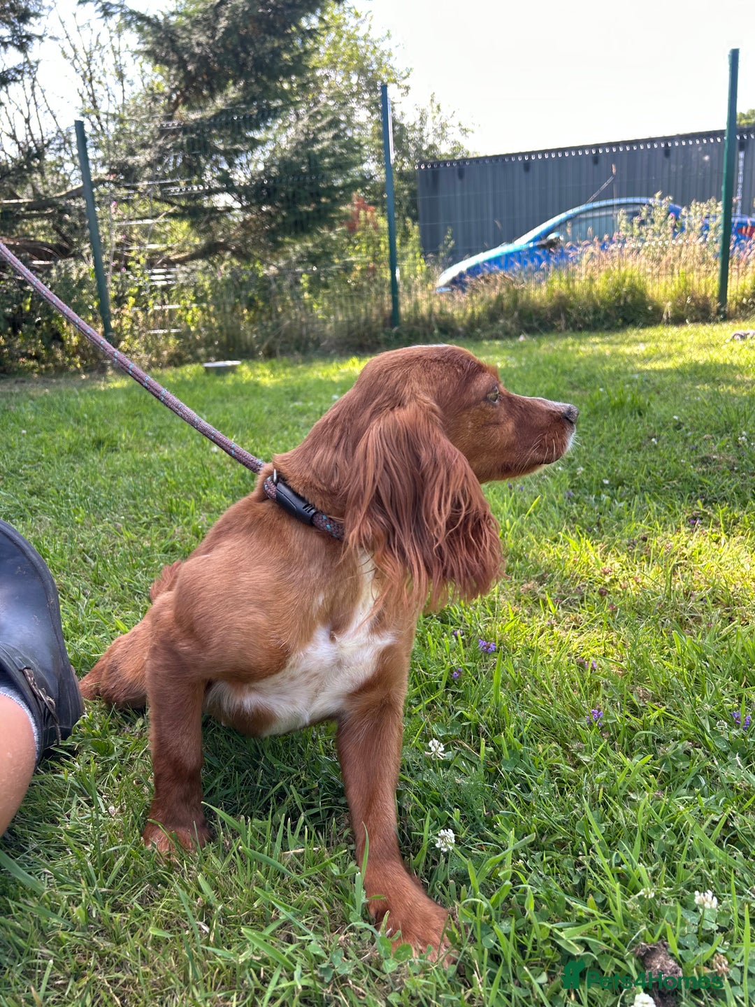 Cocker Spaniel dogs for sale: Beautiful, very friendly Cocker girls - Image 6