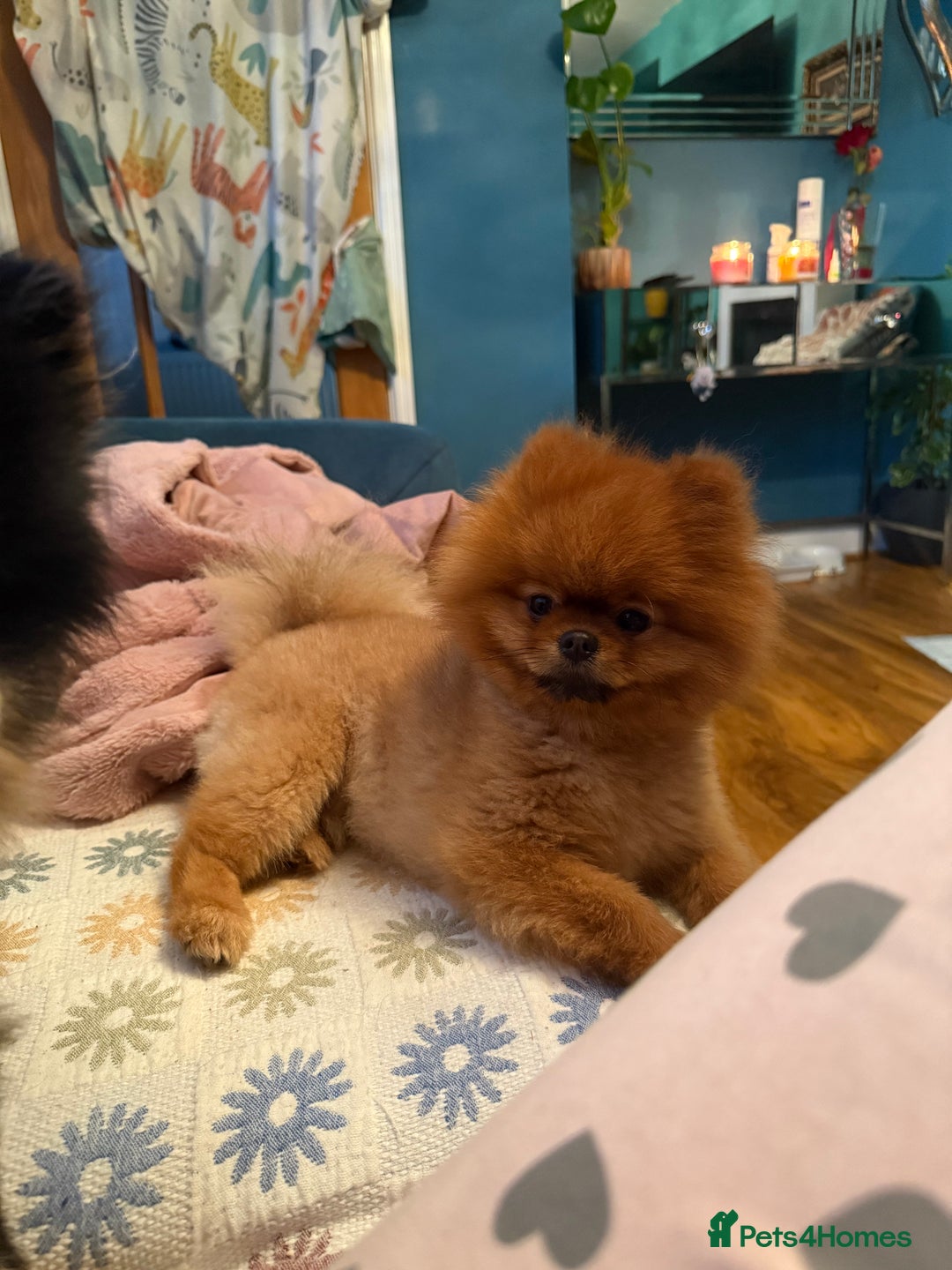 Pomeranian dogs for sale: Last female teddy face Pomeranian  - Image 11