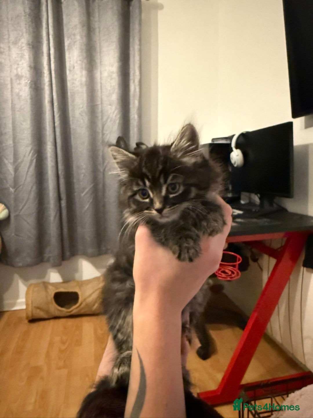 Mixed Breed cats for sale: Kittens for sale - Advert 4