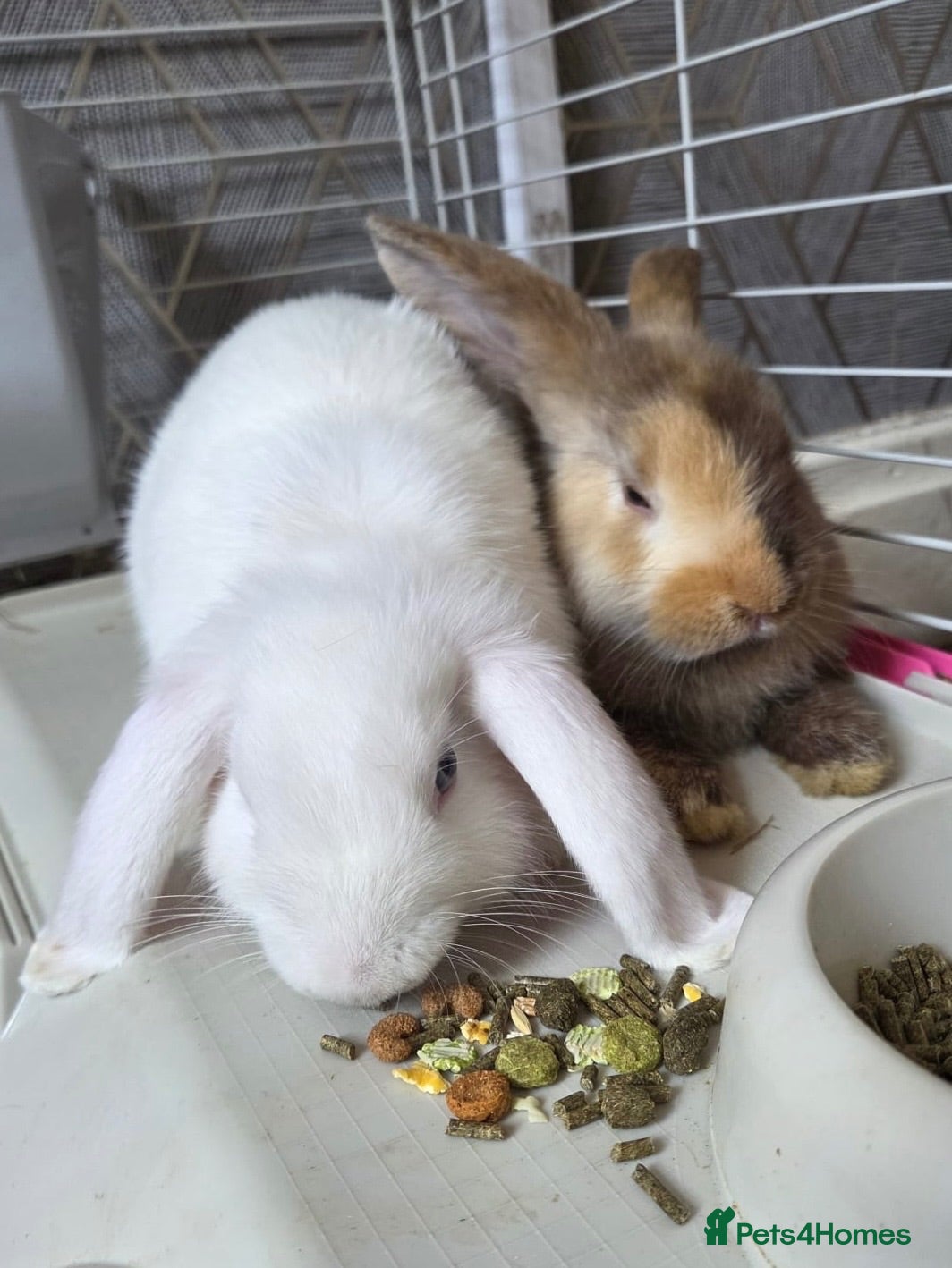 Mixed Breed rabbits Rabbits with cage  - Advert 2