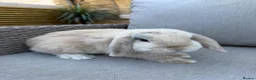 Mini Lop rabbits for sale: beige mini lop in Colne - Advert 2