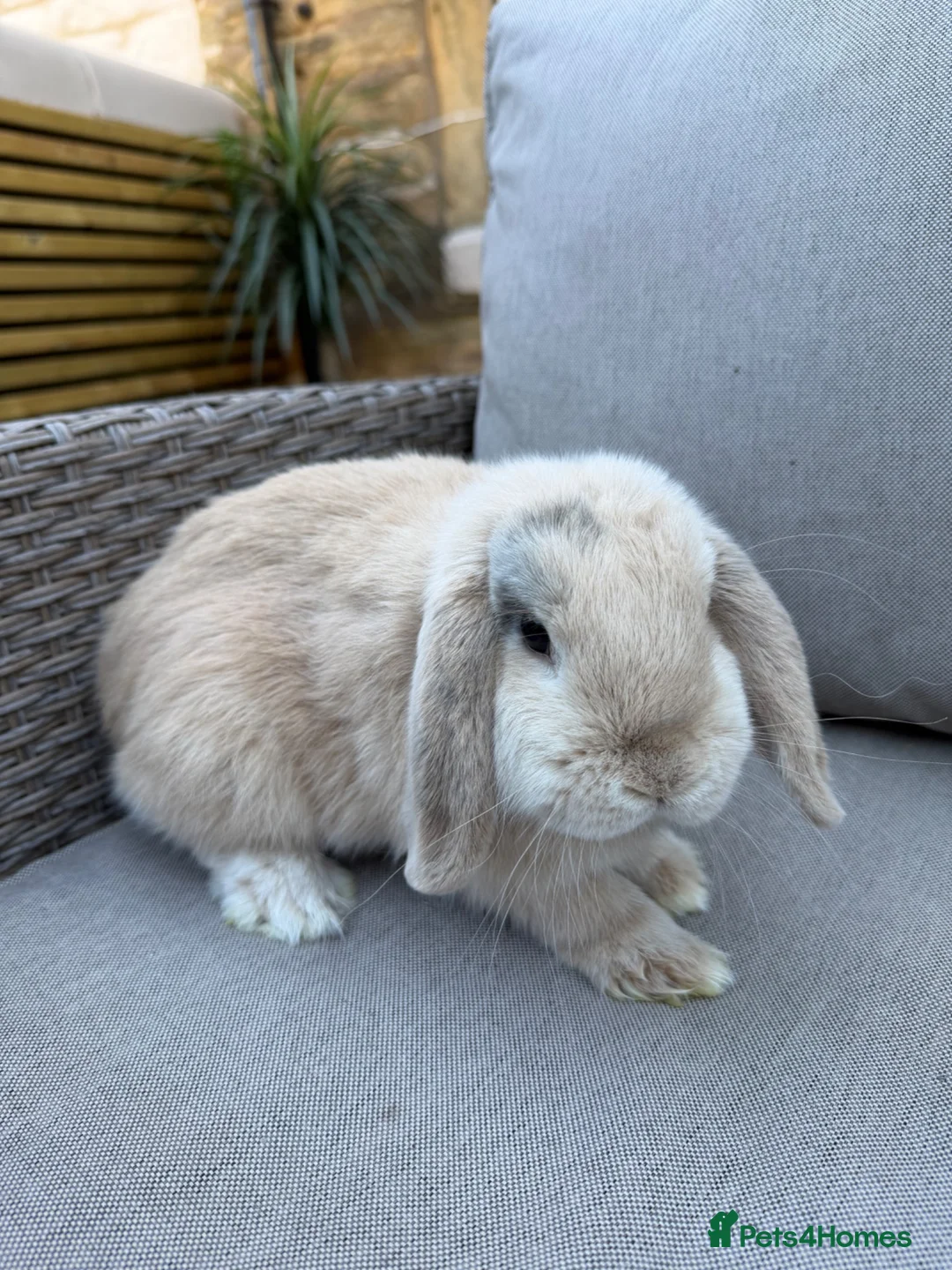 Mini Lop rabbits for sale: beige mini lop in Colne - Advert 2