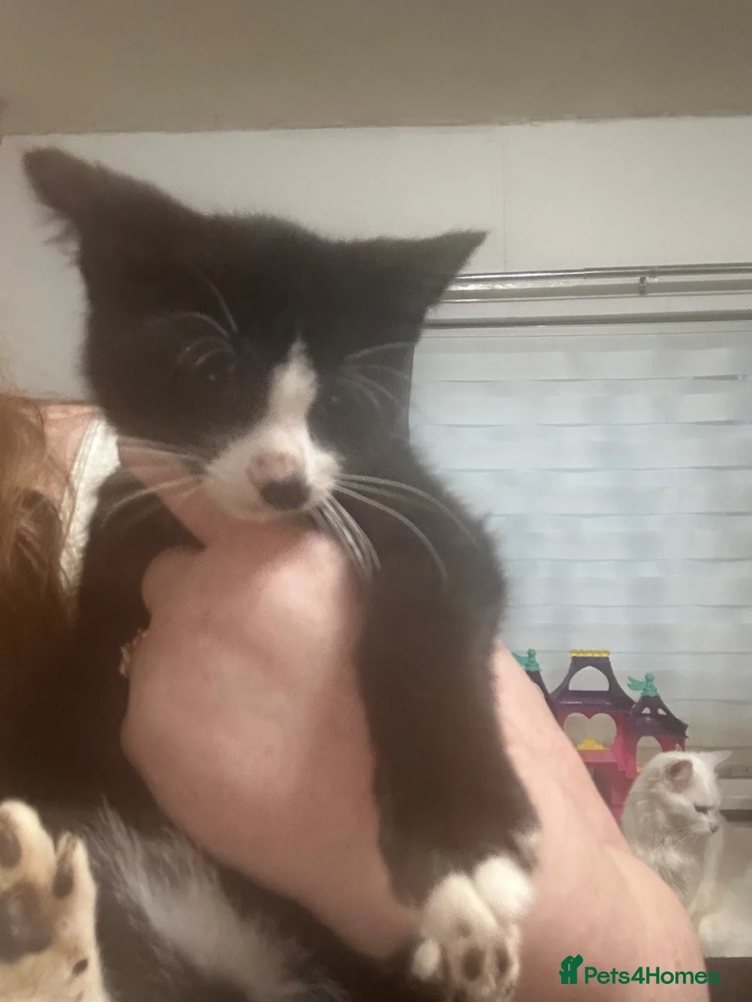 Mixed Breed cats for sale: 9 beautiful kittens  in Gateshead - Advert 10