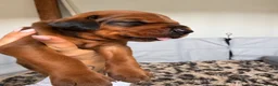 Mixed Breed dogs for sale: Irish setter cross Doberman puppies - Advert 21