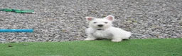 West Highland Terrier dogs for sale: West Highland terrier Puppy Girls - Advert 17