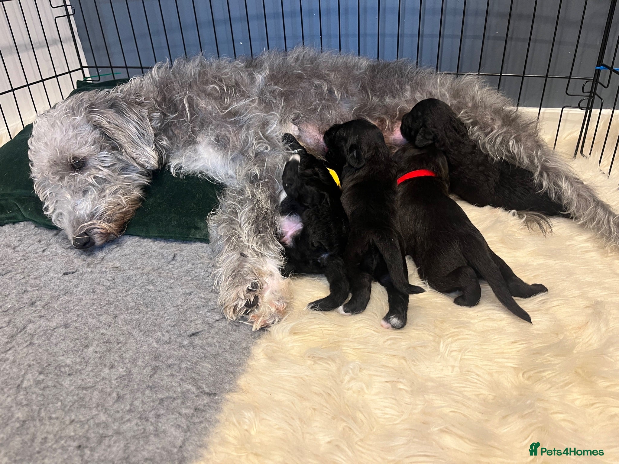 Mixed Breed dogs Gorgeous F1BB Bedlington Whippet Puppies - Advert 1
