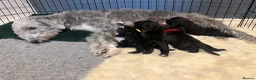 Mixed Breed dogs for sale: Gorgeous F1BB Bedlington Whippet Puppies - Advert 1