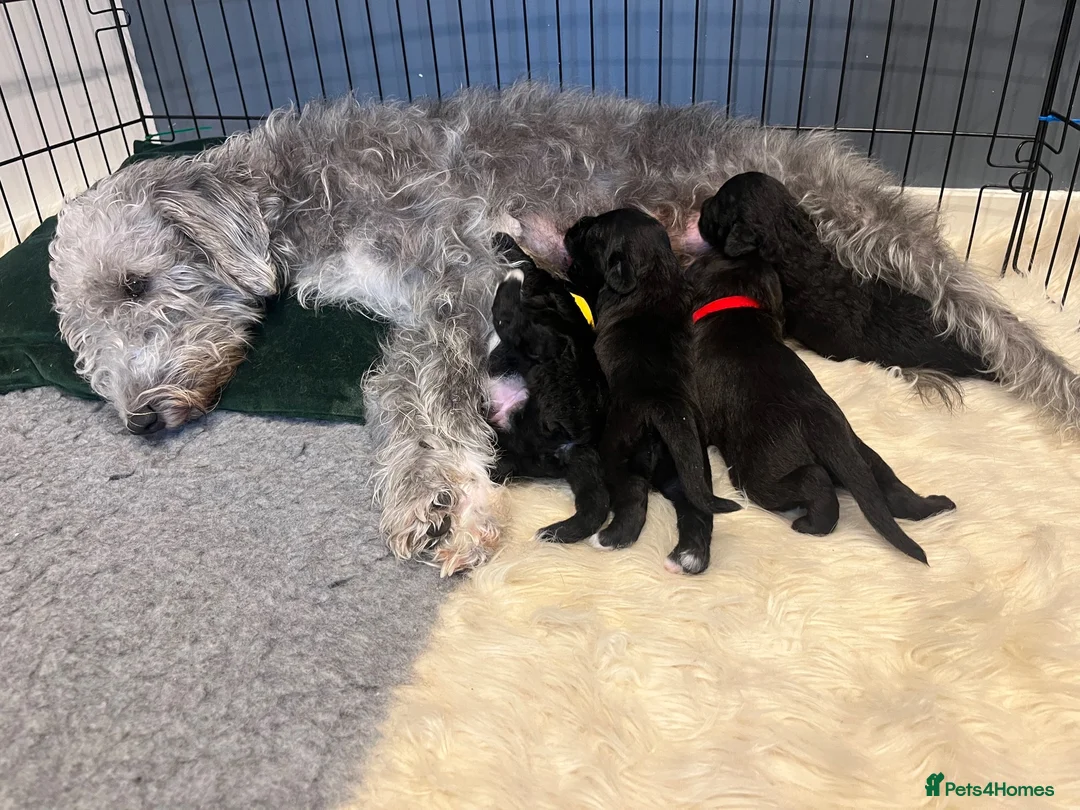 Mixed Breed dogs for sale: Gorgeous F1BB Bedlington Whippet Puppies - Advert 1
