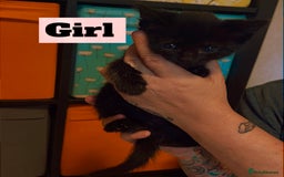 Mixed Breed cats for sale: Beautiful playful kittens  - Image 6