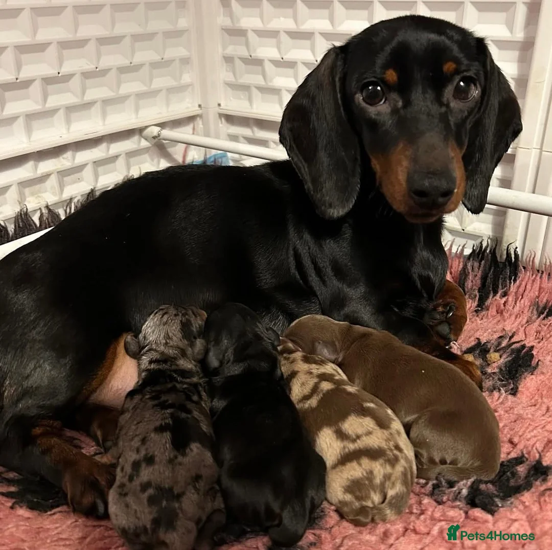 Miniature Dachshund dogs for sale: Smooth haired Dachshund puppies. - Advert 1